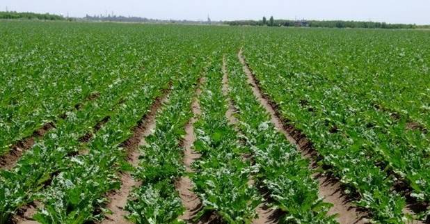 کشت ۹۰۵ هزار هکتاری محصولات پاییزه در خوزستان/ بارندگی‌ها بسیار موثر بود