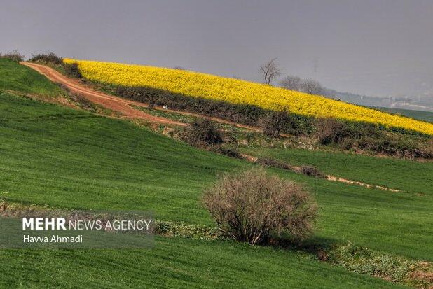 ۱۴۹۰ هکتار کلزاکاری در میاندورود انجام شد