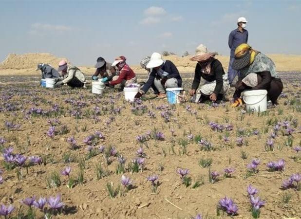 ۲۱۹ کیلوگرم زعفران نگین دادوستد شد