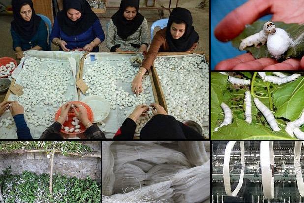 تعرفه پایین واردات تخم نوغان؛ چالشی برای توسعه پایدار صنعت ابریشم