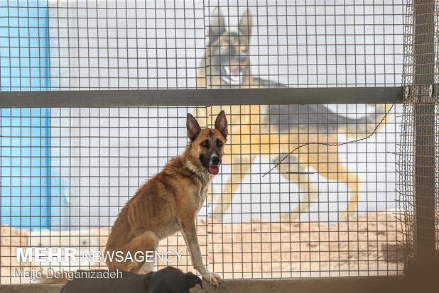سرمستی:مرکز ساماندهی حیوانات بلاصاحب با هدف کنترل جمعیت سگ‌ها فعال است