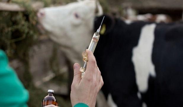 واکسیناسیون ۱۰۰ هزار رأس دام سنگین کرمانشاه علیه «لمپی‌اسکین»