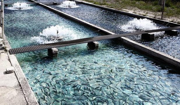 مدیر جهادکشاورزی کلات: یکی از قطب‌های ماهیان خاویاری می‌شویم