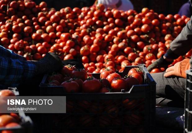 ۳۲۰ هزار تن گوجه فرنگی در بوشهر برداشت شد