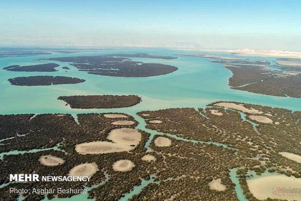 سفری متفاوت به جنگلی درون دریا و درختانی که بلور نمکی تولید می‌کنند