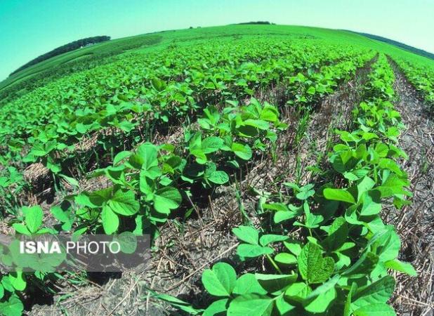 کمبود نزولات آسمانی، سطح سبز مزارع دیم قزوین را کاهش داده است