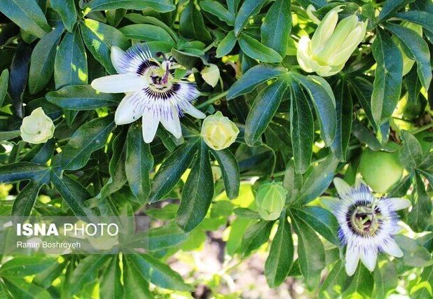 جنوب سیستان و بلوچستان، مرکز تازه‌ای برای پرورش گیاهان دارویی