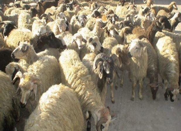 انهدام باند قاچاق احشام در شیراز