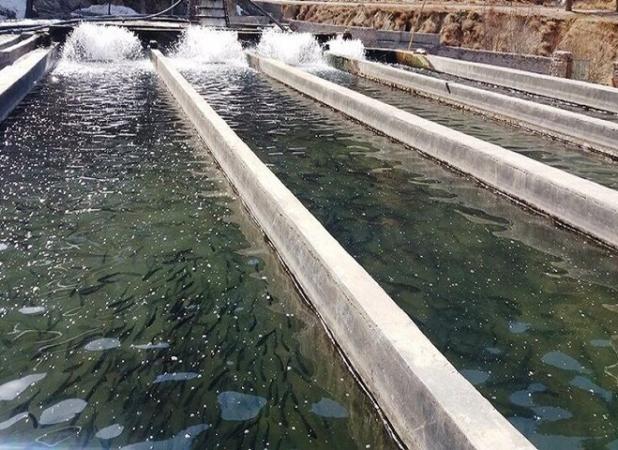 فرصت طلایی پرورش ماهی در کویر یزد؛ اقتصاد روستایی در مسیر تحول
