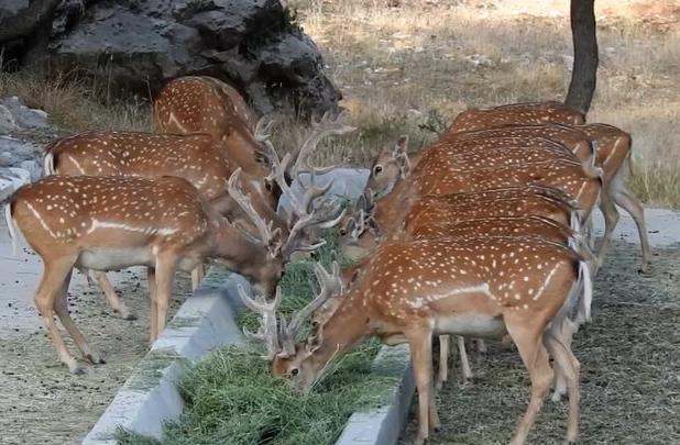 تصاویری زیبا از مرال در پارک ملی پابند