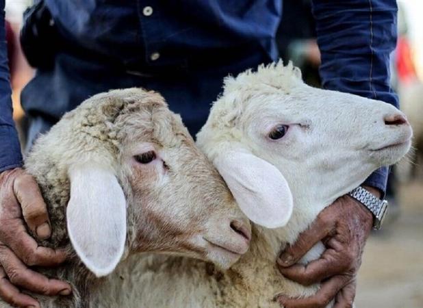 تعیین قیمت دام زنده برای عید قربان در استان یزد