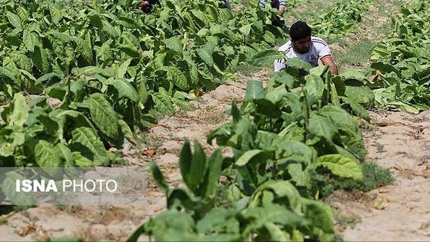برداشت حدود ۴۵۰ تن تنباکو در پارسیان