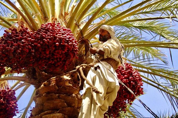 جزئیات صادرات ۵۷۰ اصله نخل از کشور
