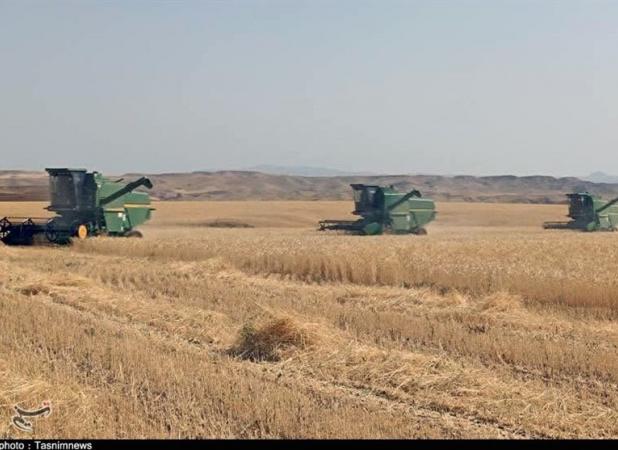 مجموع پرداختی‌ها به ۶۰۳ هزار کشاورز به حدود ۱۳۶ همت رسید
