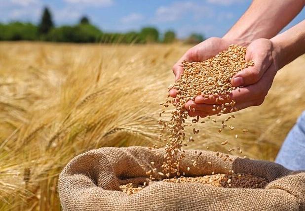 آغاز توزیع بذور گواهی‌شده گندم در دهلران