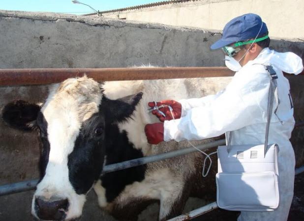 پایش دام‌ها سپر امنیت غذایی خوزستان است