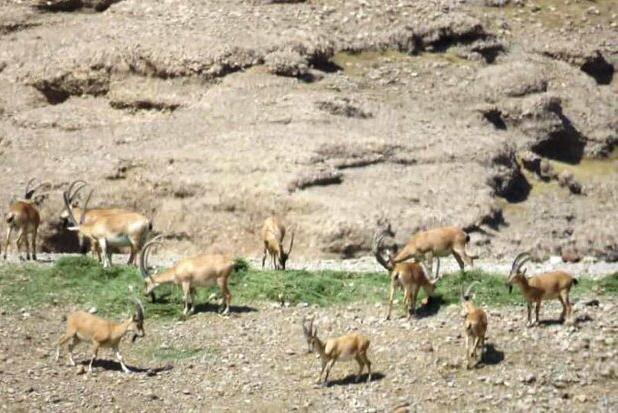 کشاورز خیر برای حیات‌وحش موته علوفه اهدا کرد