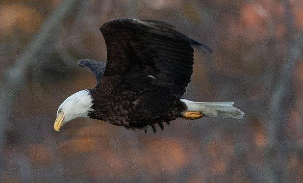 دشت کاشان میزبان عقاب‌های مهاجر