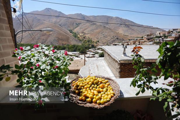 ماسوله غرب کشور میزبان هفتمین جشنواره آلو