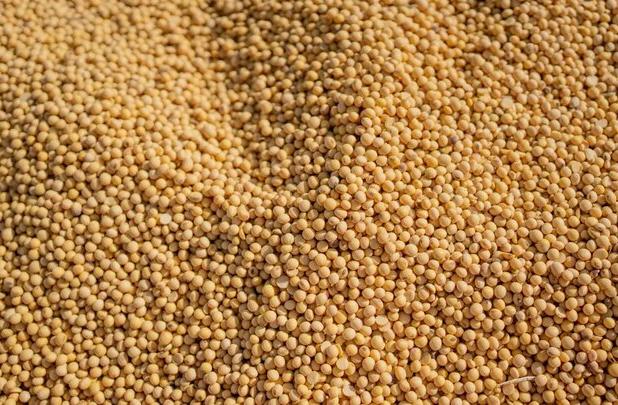 تسویه ۱۰۰ درصد بهای سویا در کمتر از ۱۰ روز