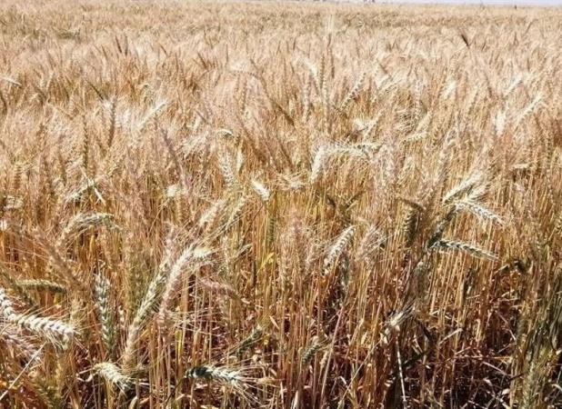 رئیس‌جمهور دستور بررسی اصلاح قیمت خرید تضمینی گندم را داد