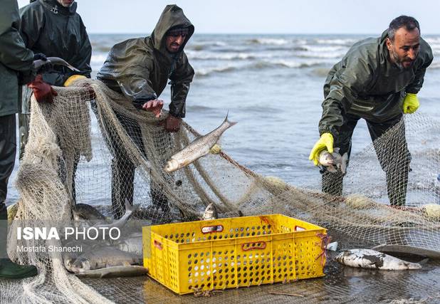 مدیرکل شیلات استان: امسال تاکنون ۱۰۰۰ تن ماهی از دریای مازندران صید شده است