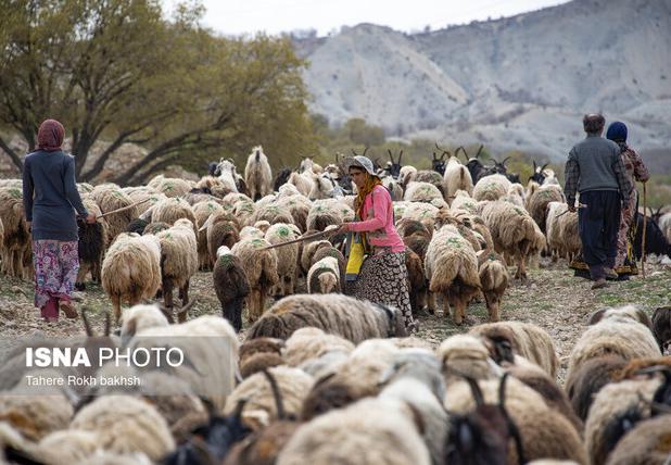 توزیع ۱۴هزار تن نهاده دامی بین عشایر خوزستان از ابتدای امسال