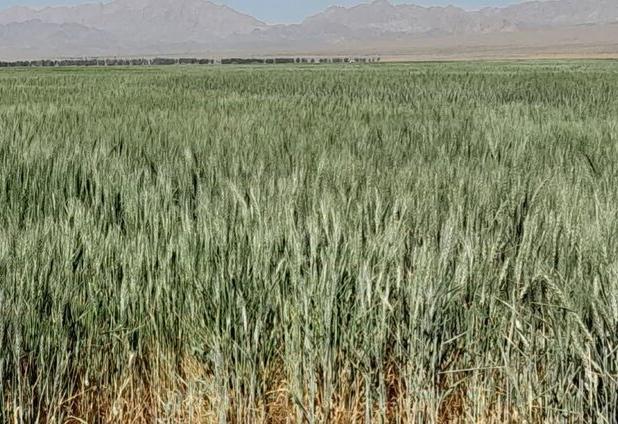 آفت سن گندم؛ تهدیدی مخرب برای غلات ایلام