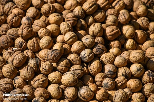 پیش بینی تولید ۱۲۰۰ تن گردو در آمل