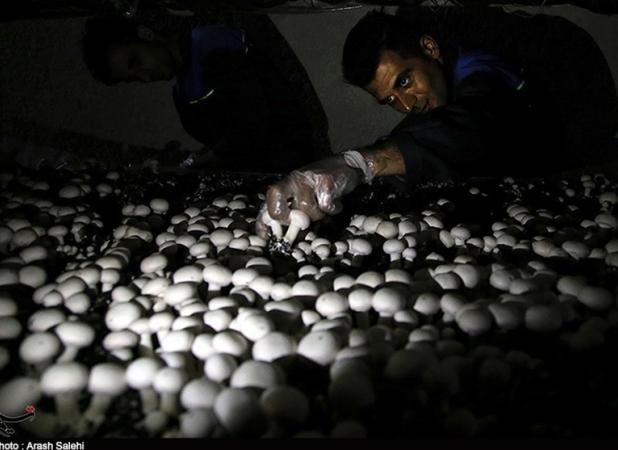 گران فروشی 72 میلیارد تومانی بستر رویش قارچ در یک ماه