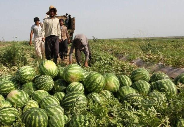تلخی برداشت هندوانه صادراتی در دمای ۴۰ درجه؛ پای دلالان در میان است