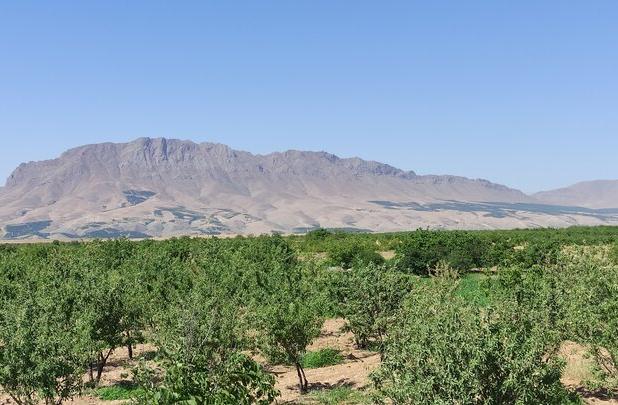 بادام؛ محصولی استراتژیک و بومی در چهارمحال و بختیاری