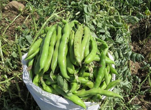 درآمد۲۰۰ میلیارد ریالی باقلاکاران در قائمشهر