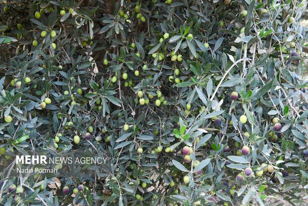 پیش‌بینی برداشت ۷۰ تن زیتون از باغات خراسان جنوبی