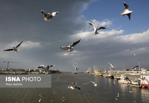 آغاز سرشماری پرندگان در کرمانشاه از ۱۵ دی