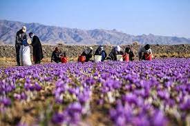 رشد ۵۵درصدی ارزش صادرات زعفران درسال جاری