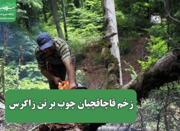 زخم قاچاقچیان چوب بر تن زاگرس