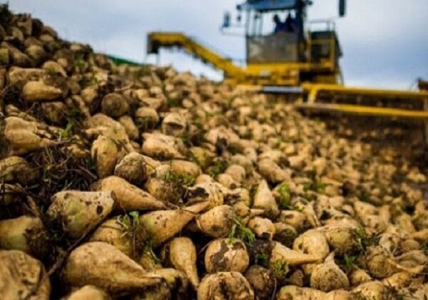 محمدزاده: برداشت چغندرقند خراسان شمالی به ۱۱۰ هزار تن رسید