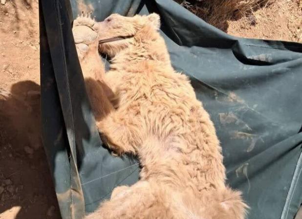 نجات خرس زخمی از ارتفاعات کوه‌خرسی مرودشت فارس