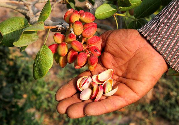 پسته زرندیه و عرصه تنگ تولید و بازار صادرات