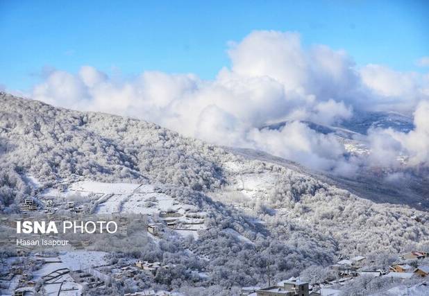 خسارت برف سنگین به ۱۵۰ اصله درخت در سوادکوه