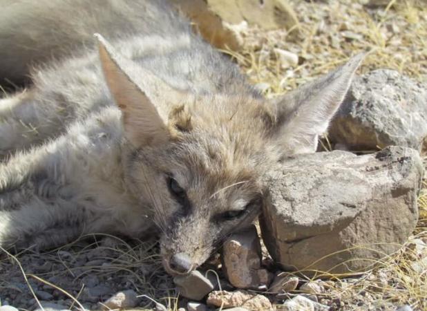 آذریار: روباه آسیب‌دیده در چالدران نجات یافت