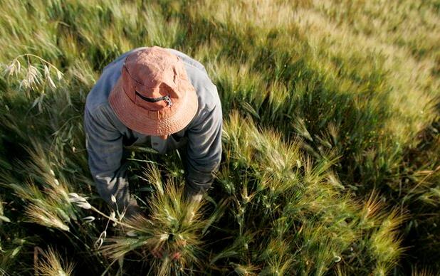 سند جامع گردشگری کشاورزی رونمایی می‌شود