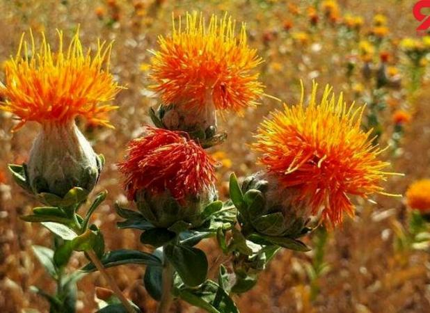 آغاز برداشت گلرنگ صفه در اراضی کم‌بازده آذربایجان شرقی