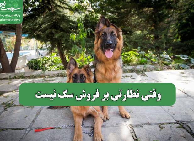 وقتی نظارتی بر فروش سگ نیست