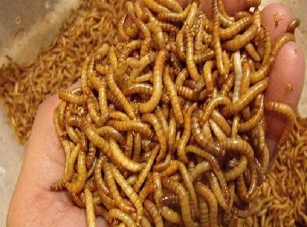 اجرای طرح توسعه پرورش میل‌ورم در روستاهای منطقه سیستان