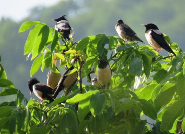 آبتنی «سارهای صورتی» در رودخانه «سنگورچای» شهرستان کوثر