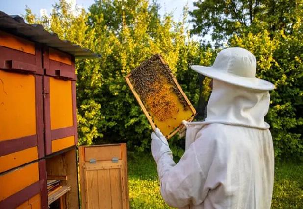 توصیه‌های مهم معاون جهاد کشاورزی گلستان برای حفظ جمعیت زنبورها در زمستان