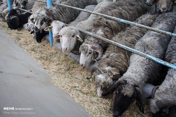 مهدیشهر قطب اصلاح و به‌نژاد ژنتیک دام کشور می‌شود