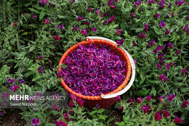 نگین ارغوانی اشکورات در معرض تهدیدات پنهان؛ استانداردسازی ضرورت دارد